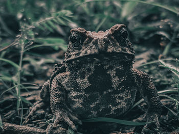 Close-up of a frog