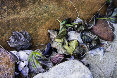 High angle view of dry leaves on rock