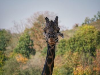 Portrait of giraffe