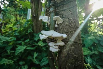 Close-up of white mushrooms growing on tree trunk