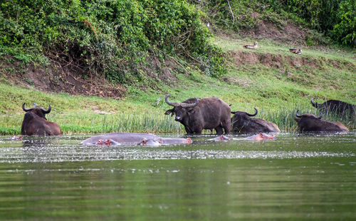 Elephant in a lake