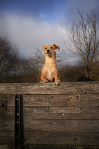 Portrait of dog on wood against sky