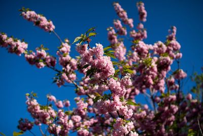 Pink cherry blossoms with a bright blue sky background