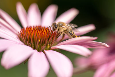 Close-up of bee on flower