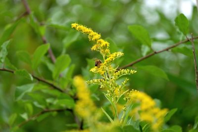 Close-up of insect on plant