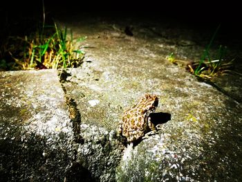 Close-up of lizard on rock