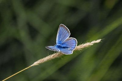 Close-up of butterfly on plant