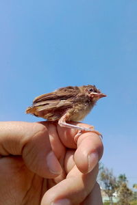 Low angle view of hand holding small bird against clear sky