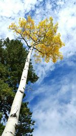 Low angle view of trees against sky