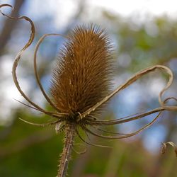 Close-up of dried plant