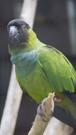 Close-up of parrot perching on branch