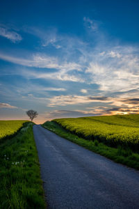 Lonely tree at roadside ain sunset light, denmark