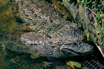 High angle view of crocodiles in zoo