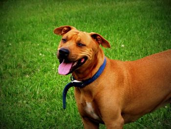 Dog on grassy field