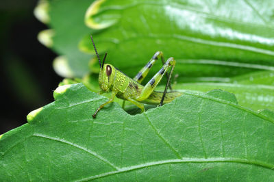 Close-up of green grasshoper on leaf