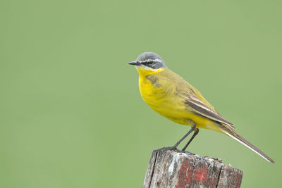 Close-up of bird perching on wood