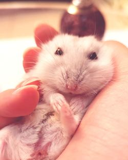 Close-up of hand holding baby