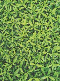 Full frame shot of fresh green plants