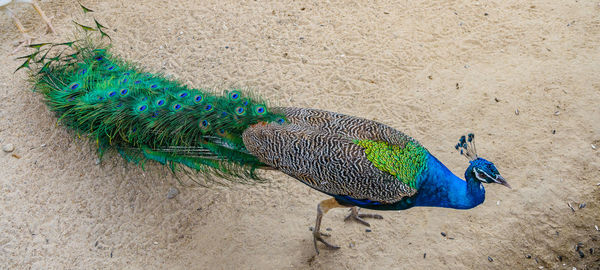 High angle view of peacock