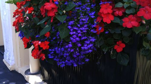 Close-up of red flowers
