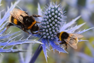 Close-up of bee pollinating on purple flower