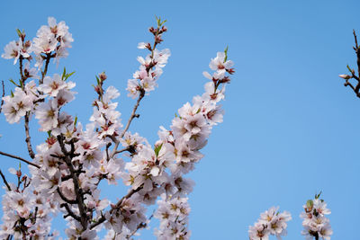 Low angle view of apple blossoms in spring against clear blue sky