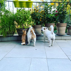 Cats sitting on tiled floor