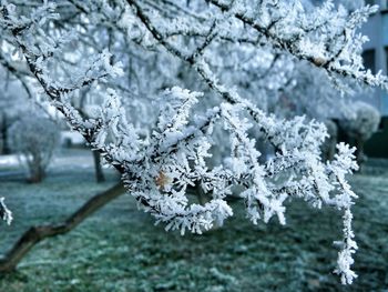 Close-up of frozen tree