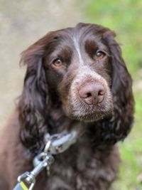 Close-up of dog