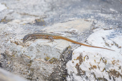 Close-up of lizard on rock