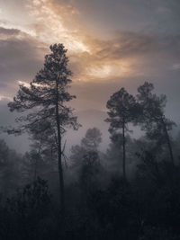 Low angle view of silhouette trees in forest against sky