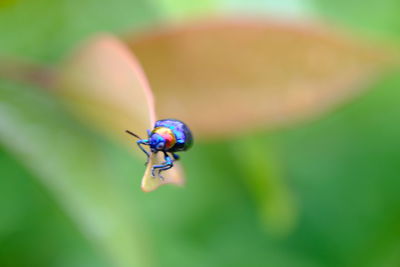 Close-up of ladybug on leaf