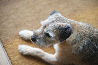 Close-up of dog relaxing on floor