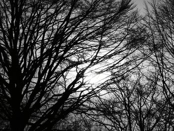 Low angle view of bare tree against sky