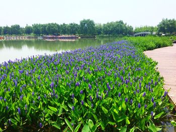 Scenic view of lake with trees in background