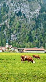 Horses grazing on field