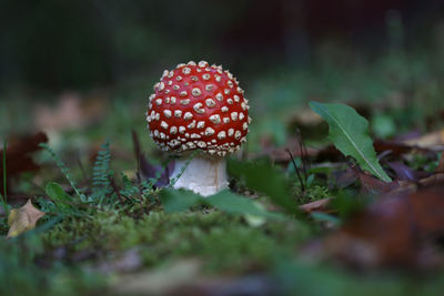 Close-up of fly agaric mushroom