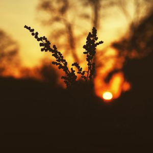 Close-up of silhouette plants on field against sky at sunset