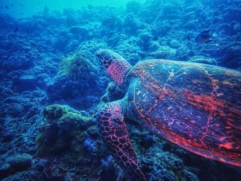 View of turtle swimming in sea