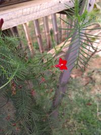 Close-up of plant against blurred background