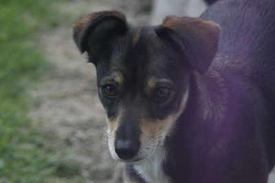 Close-up portrait of dog