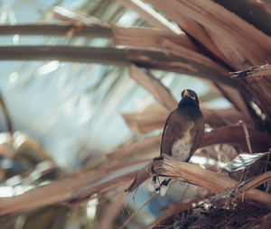 Low angle view of bird perching on tree