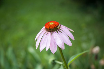 Close-up of purple pollinating on pink flower