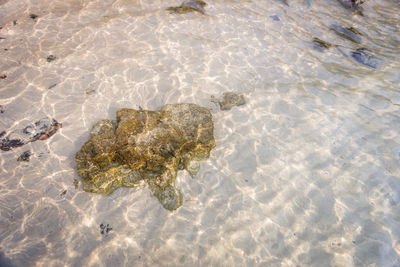 High angle view of crab in sea