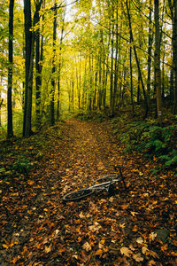 Trees growing in forest during autumn