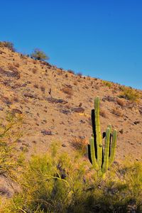 Cactus saguaro carnegiea gigantea, south mountain park preserve, pima canyon, phoenix arizona desert