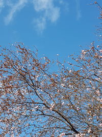 Low angle view of cherry blossom against blue sky