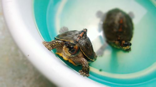 Close-up of turtles