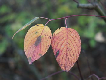 Close-up of autumn leaves on twig