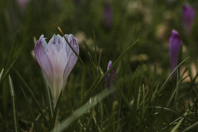 Close-up of purple crocus flowers on field